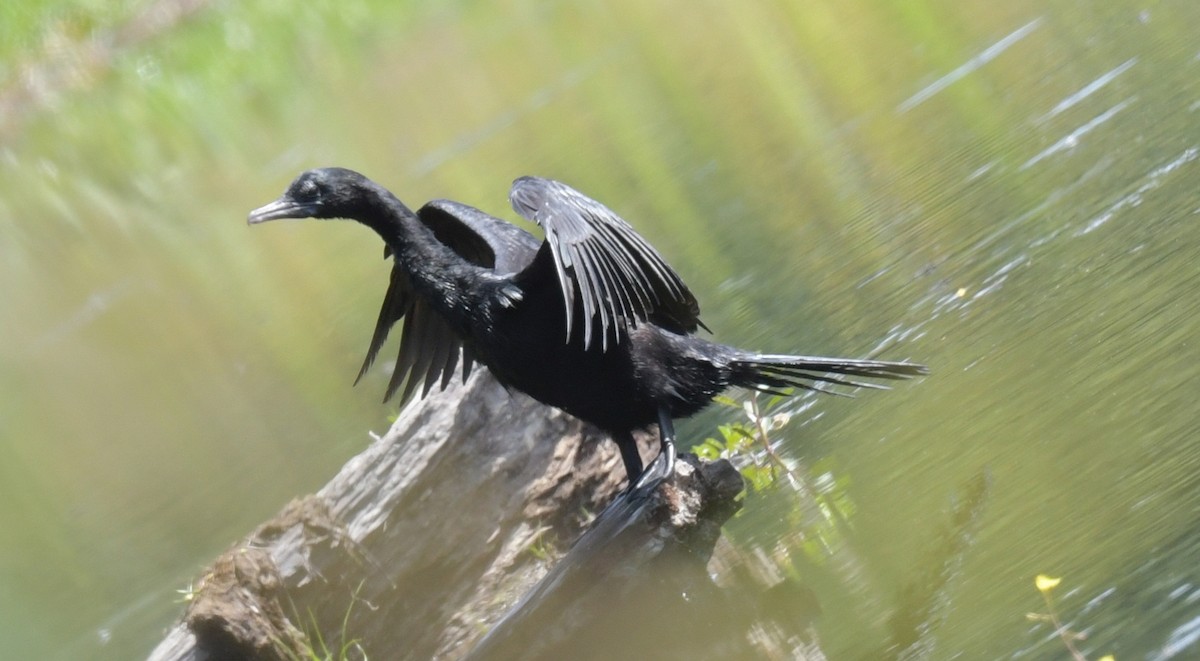 Баклан яванський - ML646836869