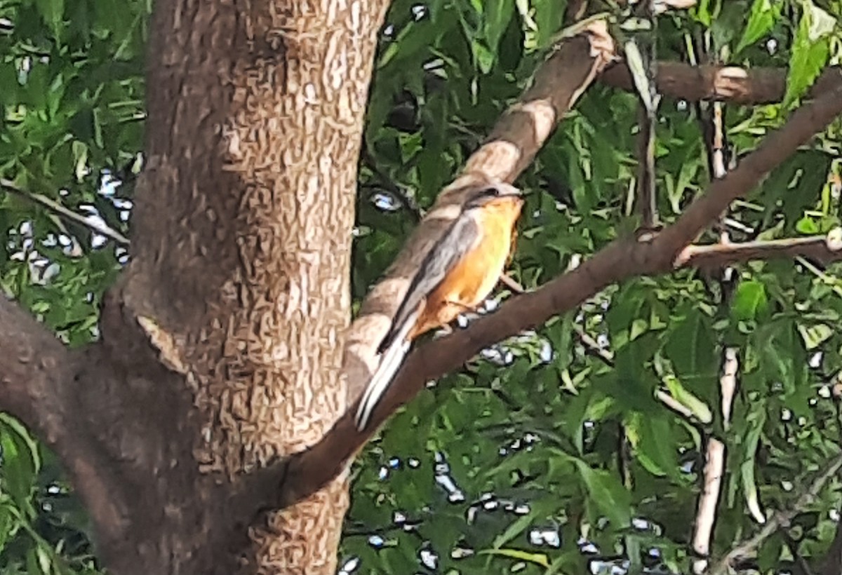 Серебристая мухоловка - ML646836870