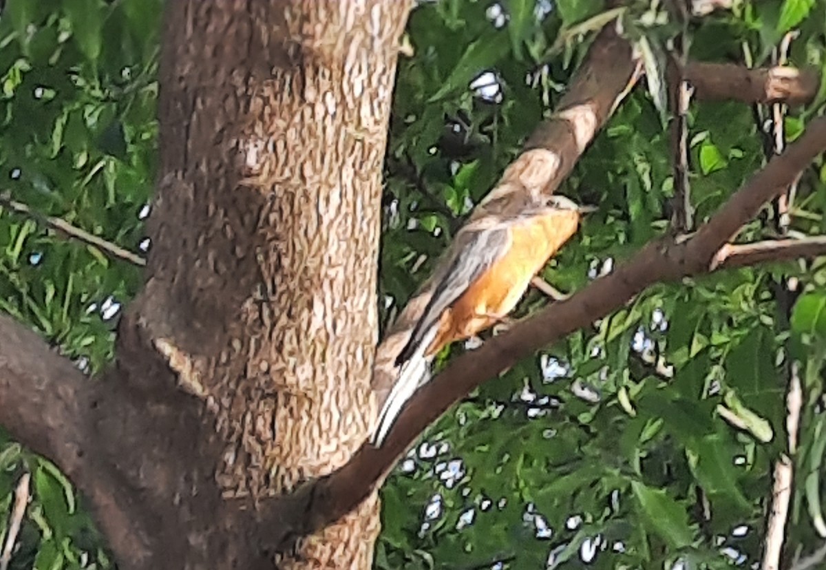 Серебристая мухоловка - ML646836871