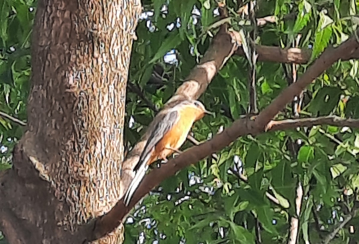 Серебристая мухоловка - ML646836872