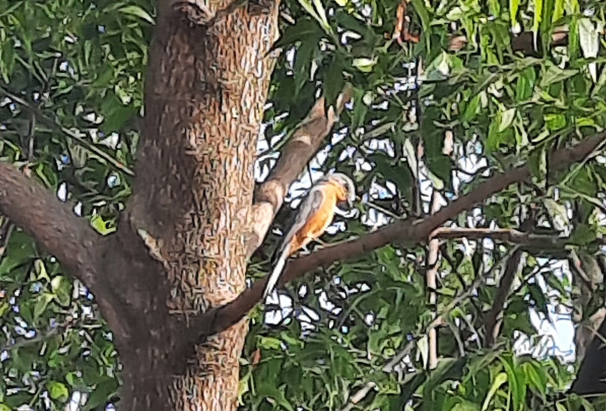 Серебристая мухоловка - ML646836873