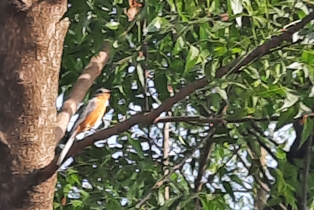 Серебристая мухоловка - ML646836874