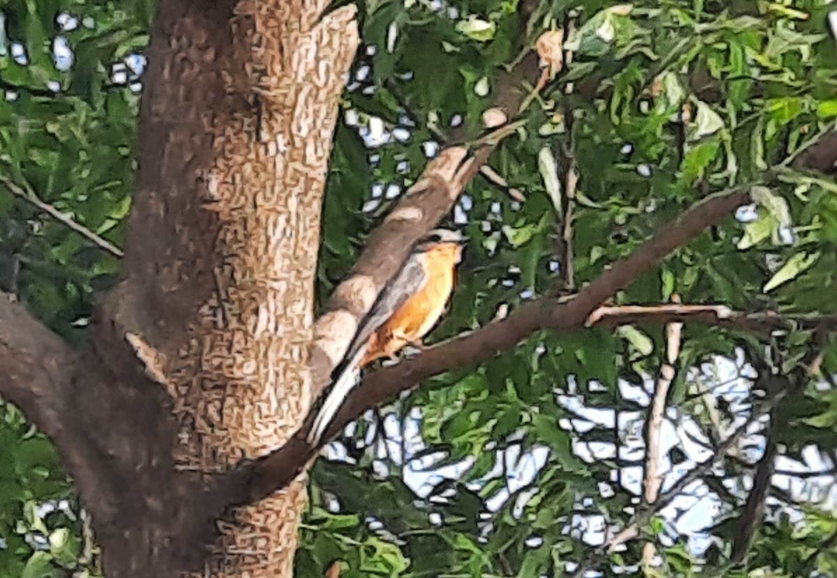 Серебристая мухоловка - ML646836875