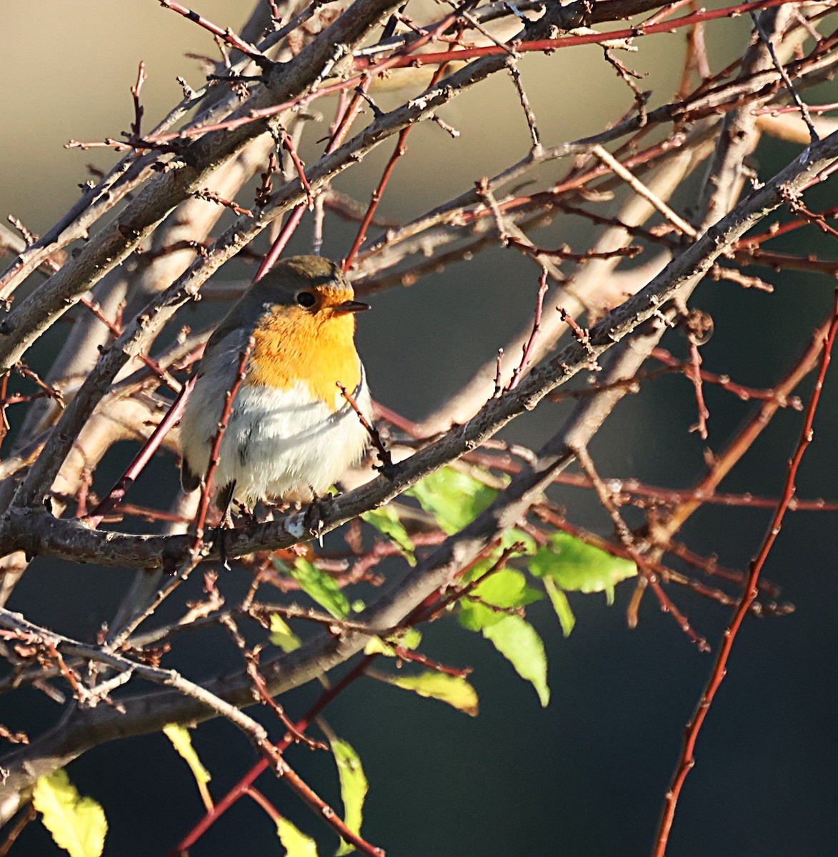 Зарянка - ML646836877