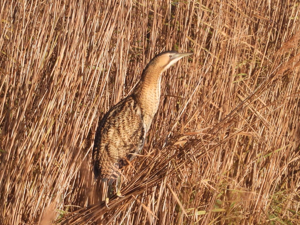 Усны бух шувуу - ML646836878