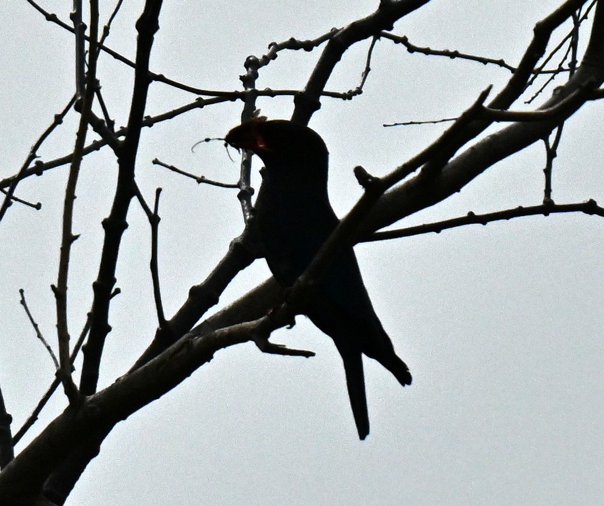 Dollarbird - ML646836879