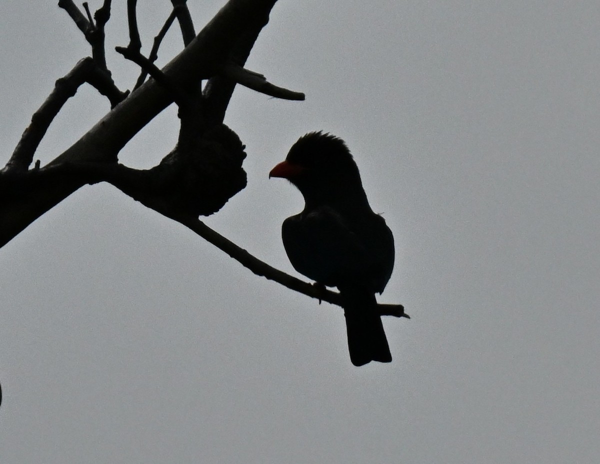 Dollarbird - ML646836880