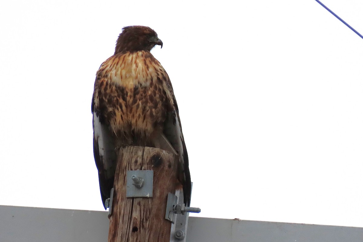 Red-tailed Hawk - ML646836882