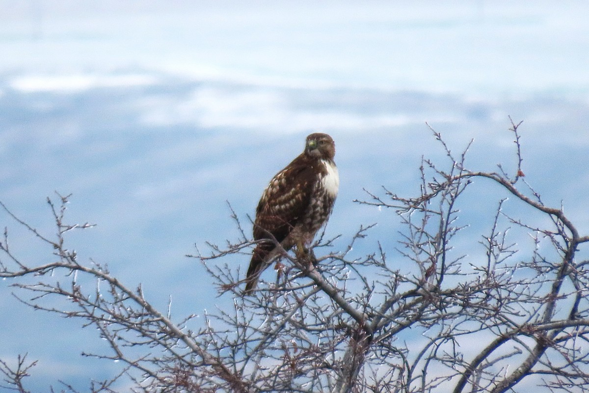 Red-tailed Hawk - ML646836883