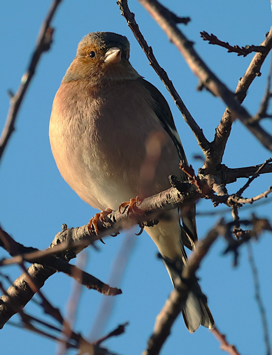 Зяблик - ML646836884