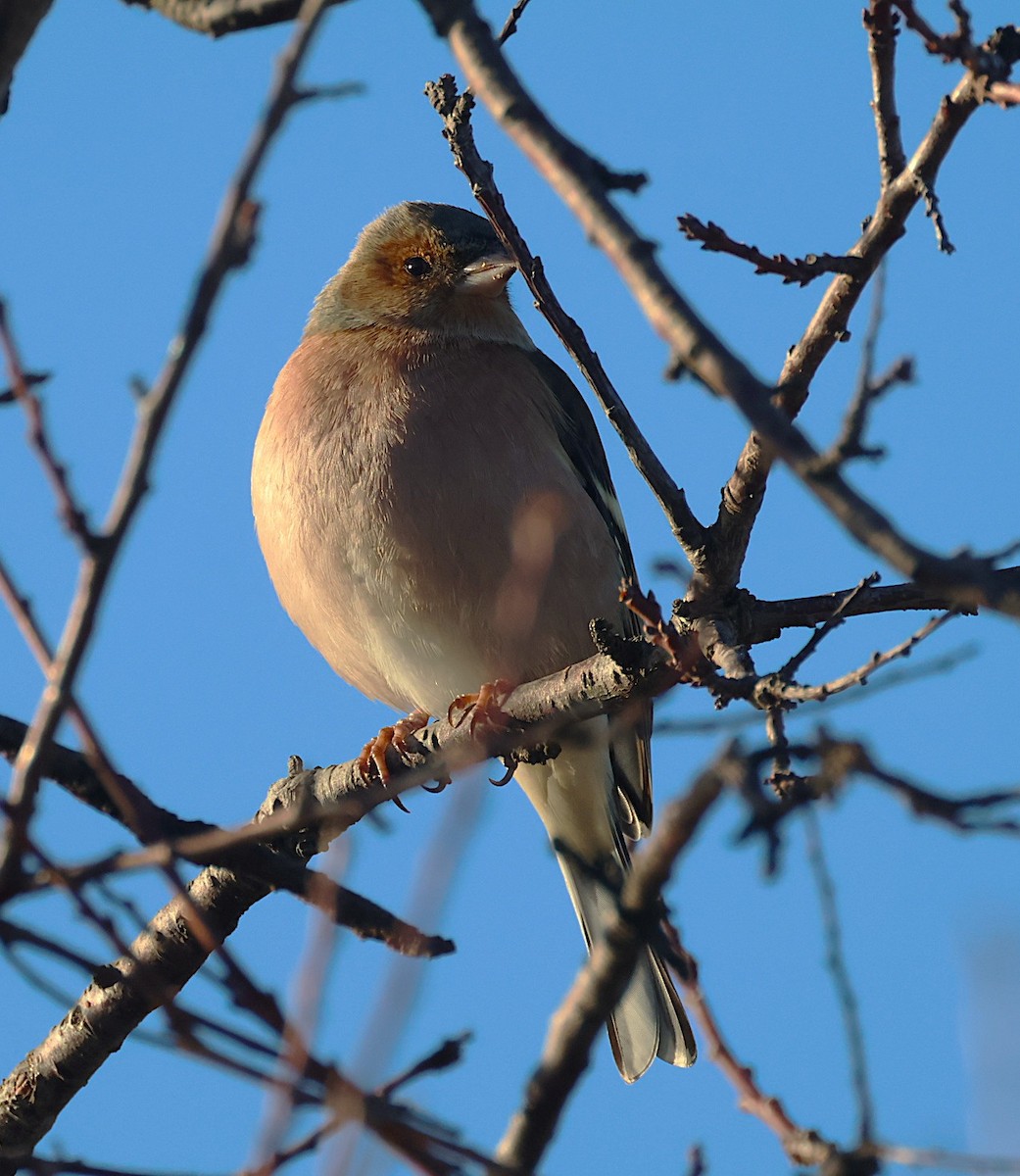 Зяблик - ML646836885