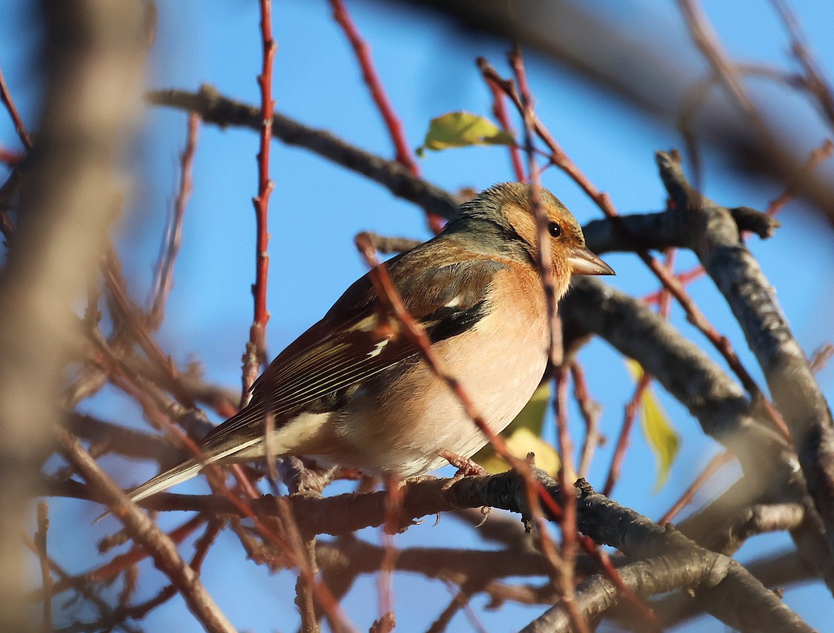 Зяблик - ML646836886