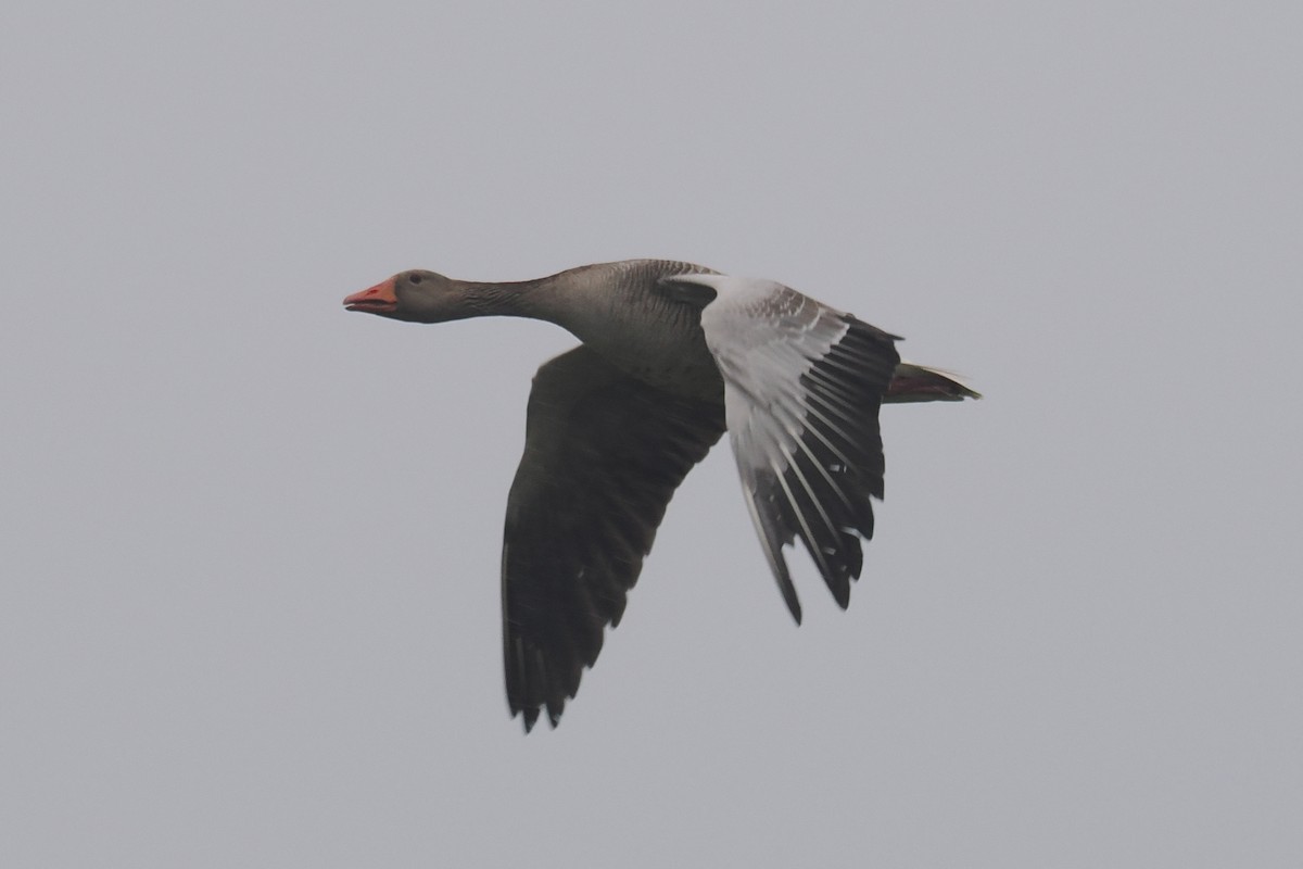 Oie cendrée - ML646836887