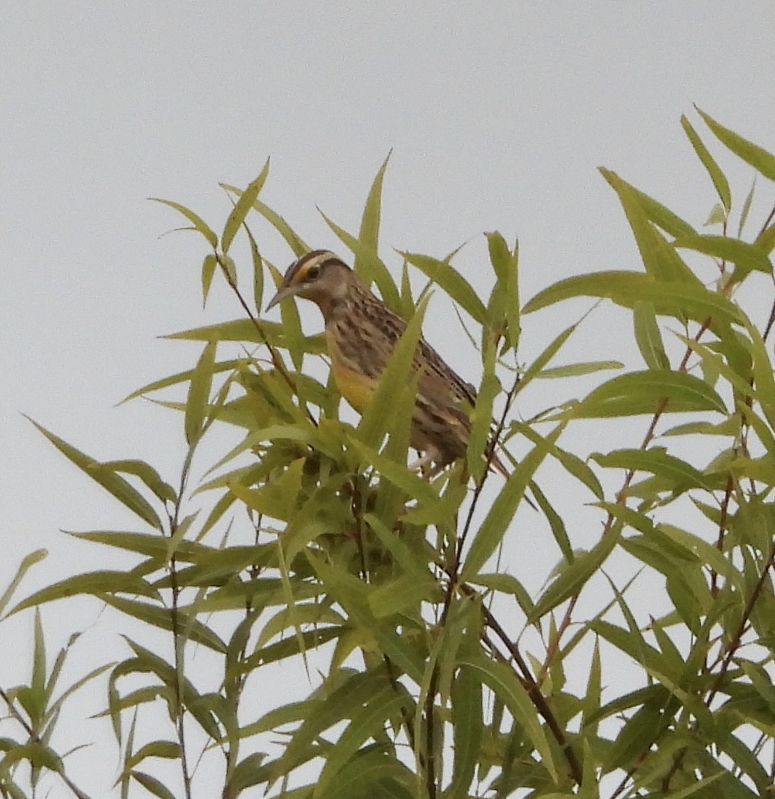 Lerchenstärling - ML646836888