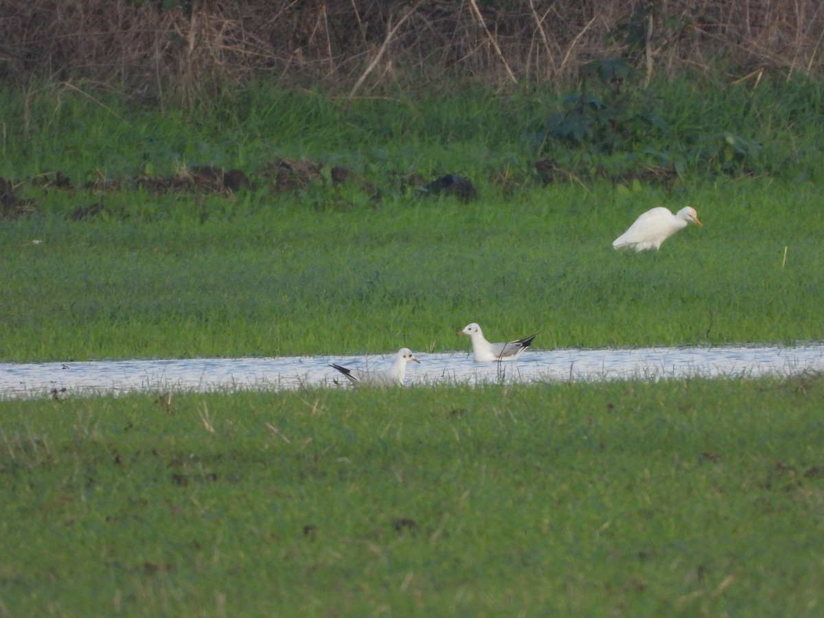 Black-headed Gull - ML646836890