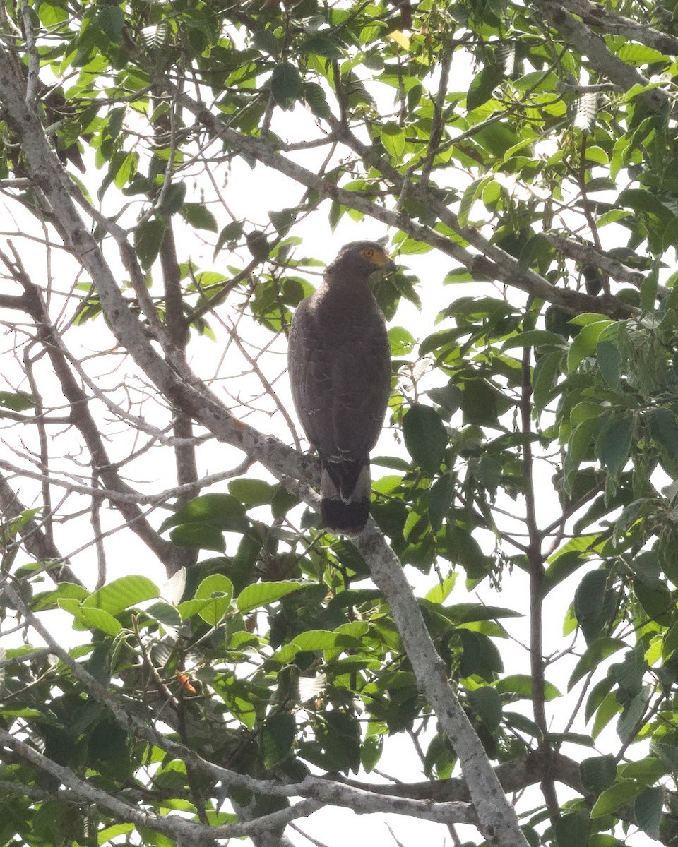 Змієїд чубатий - ML646836891