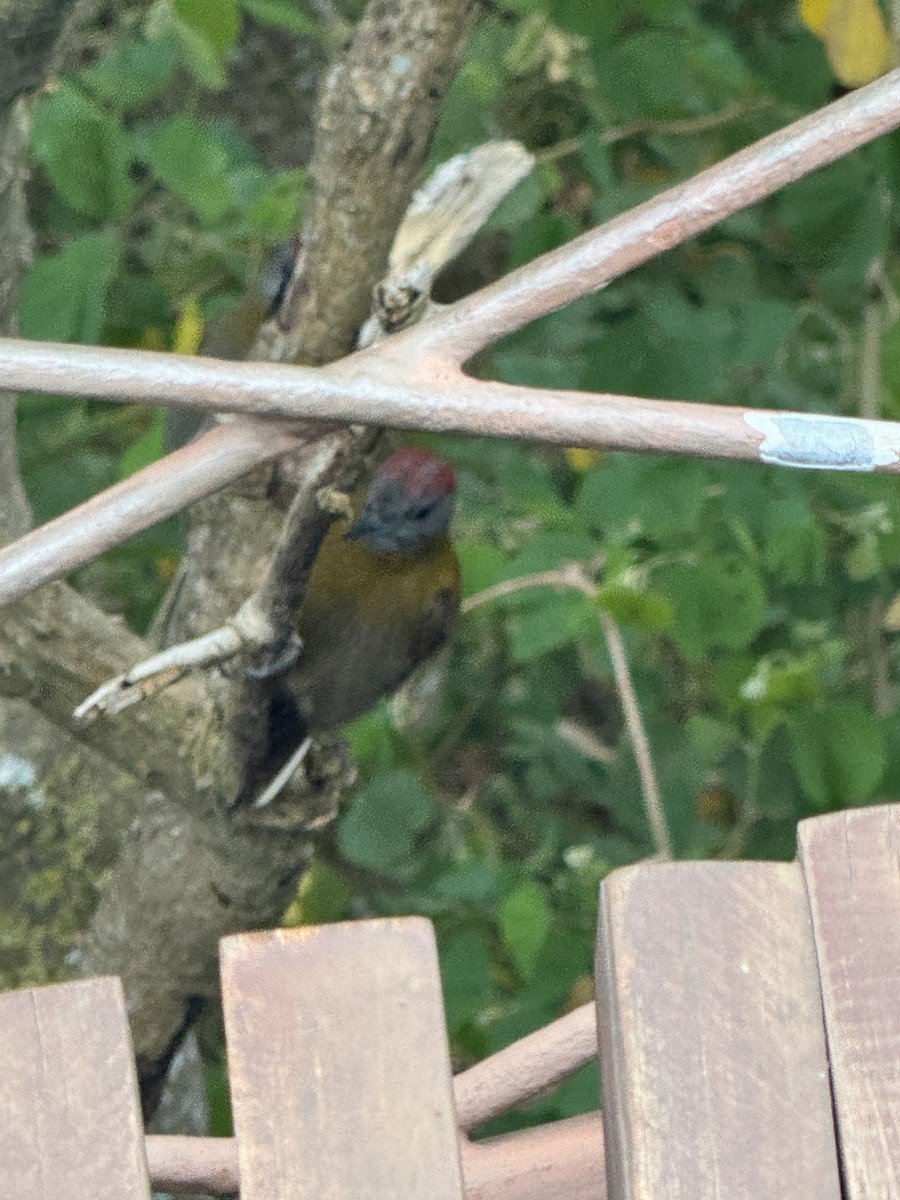 Pito Oliváceo (griseocephalus) - ML646836892