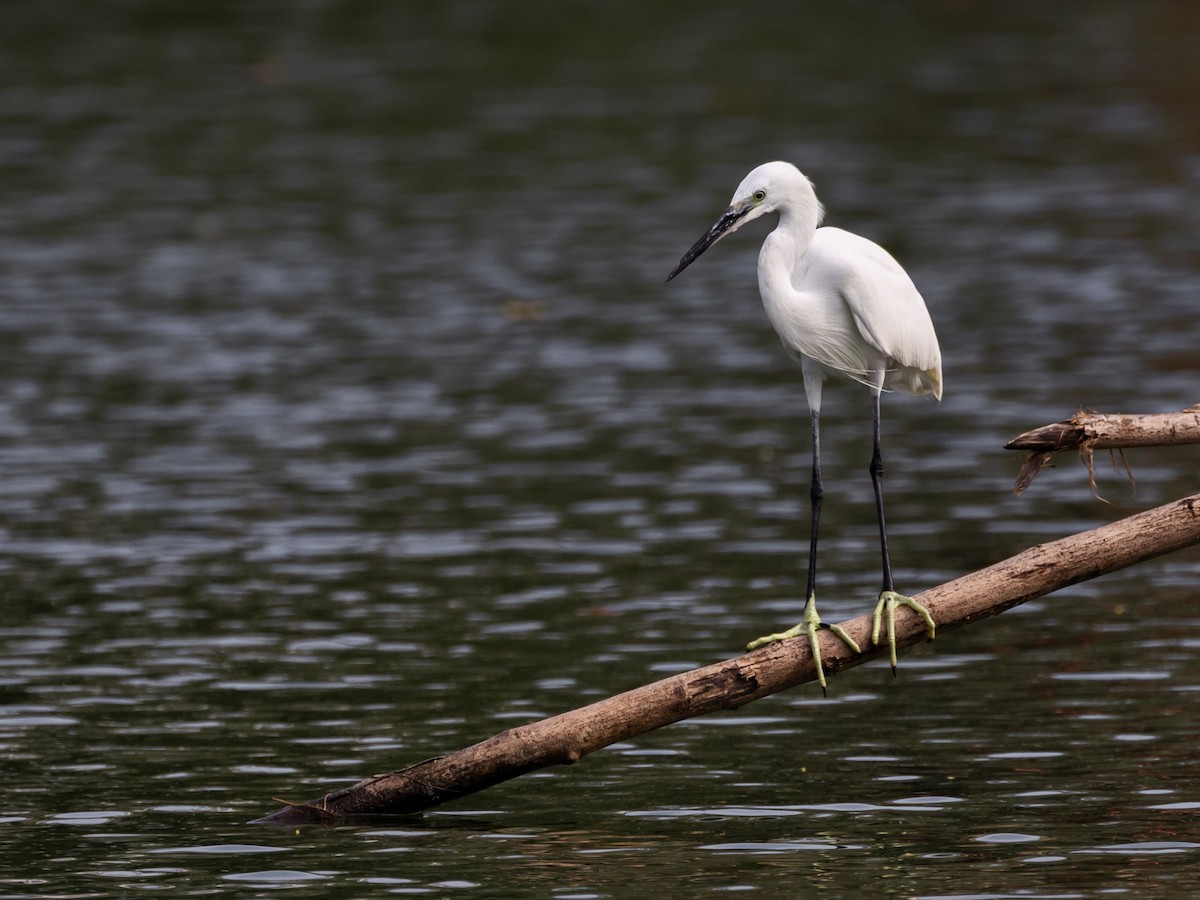 volavka stříbřitá - ML646836894