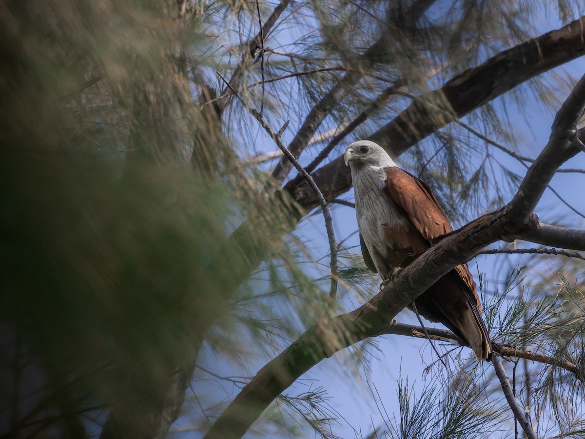 luňák bělohlavý - ML646836896