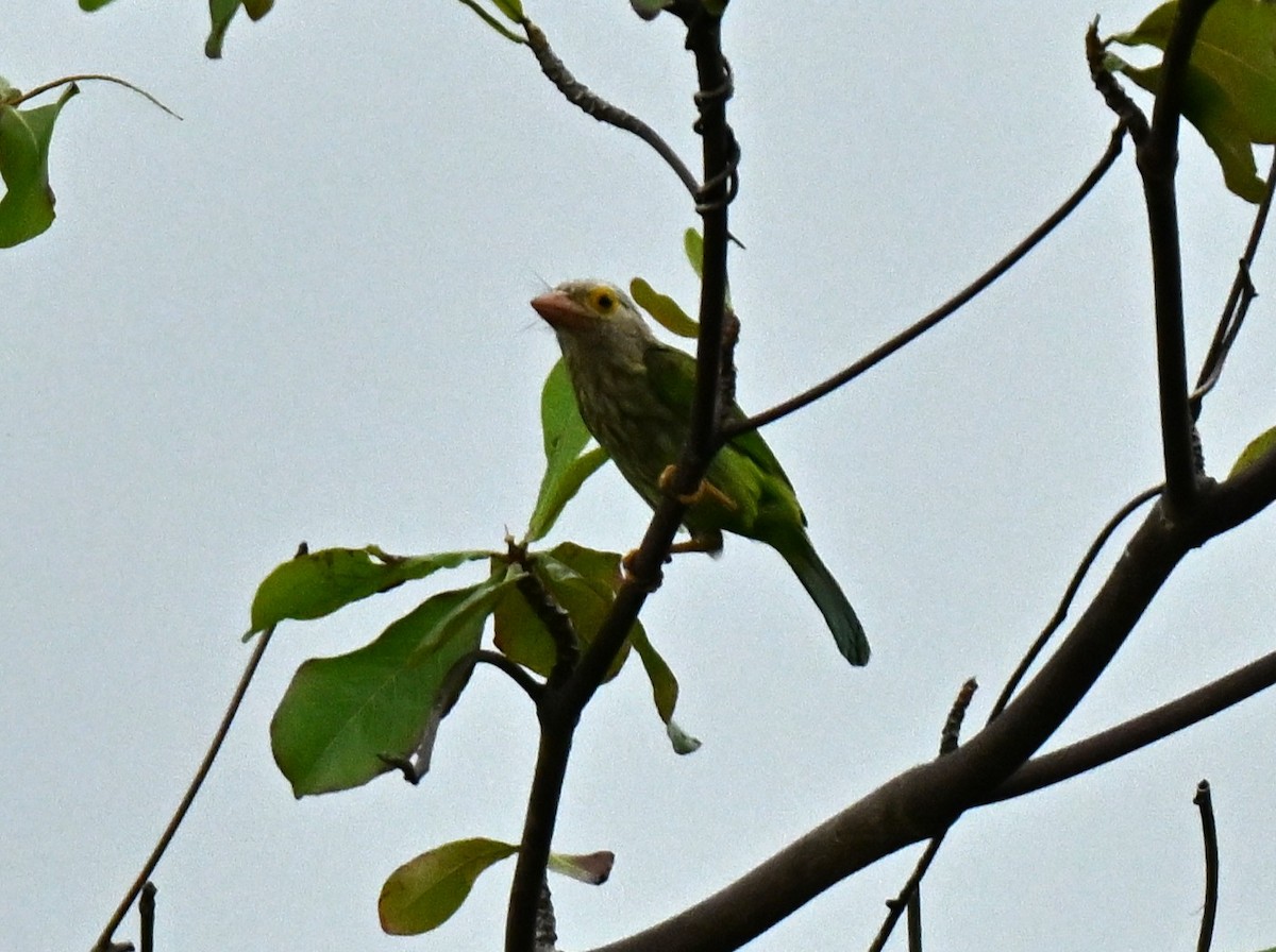 Lineated Barbet - ML646836897