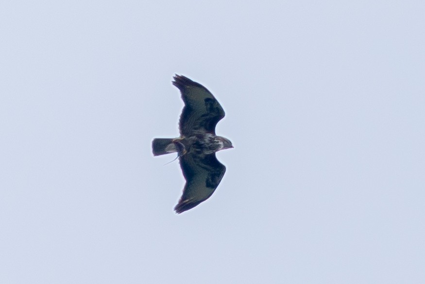Common Buzzard (Steppe) - ML646836898
