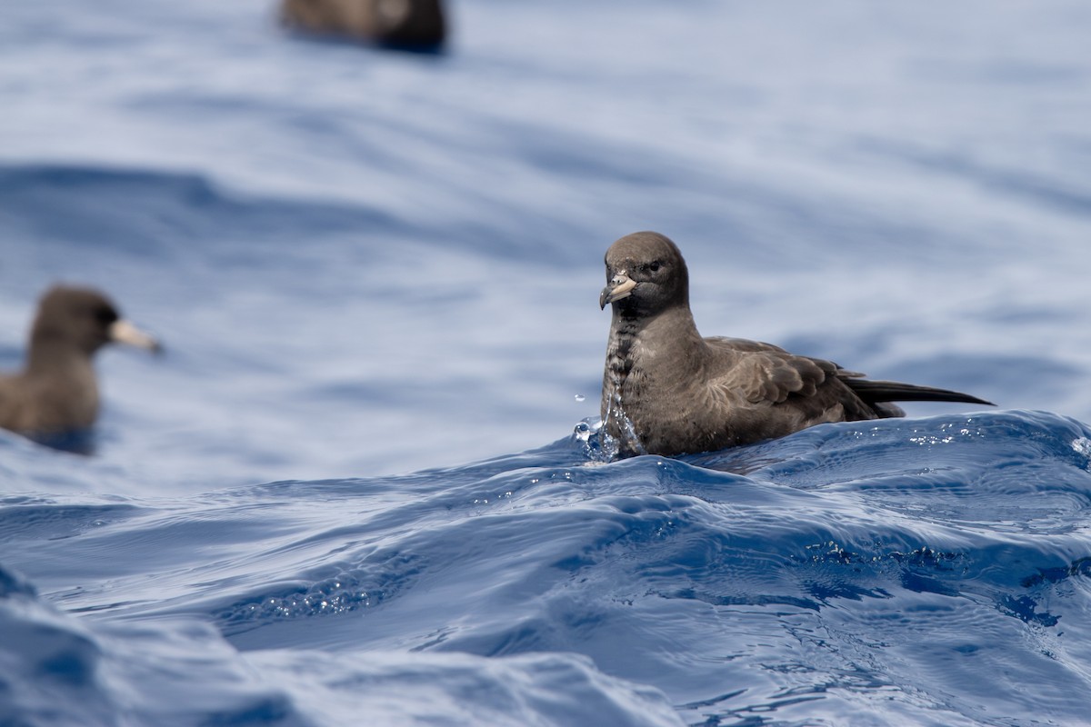 Blassfuß-Sturmtaucher - ML646836899
