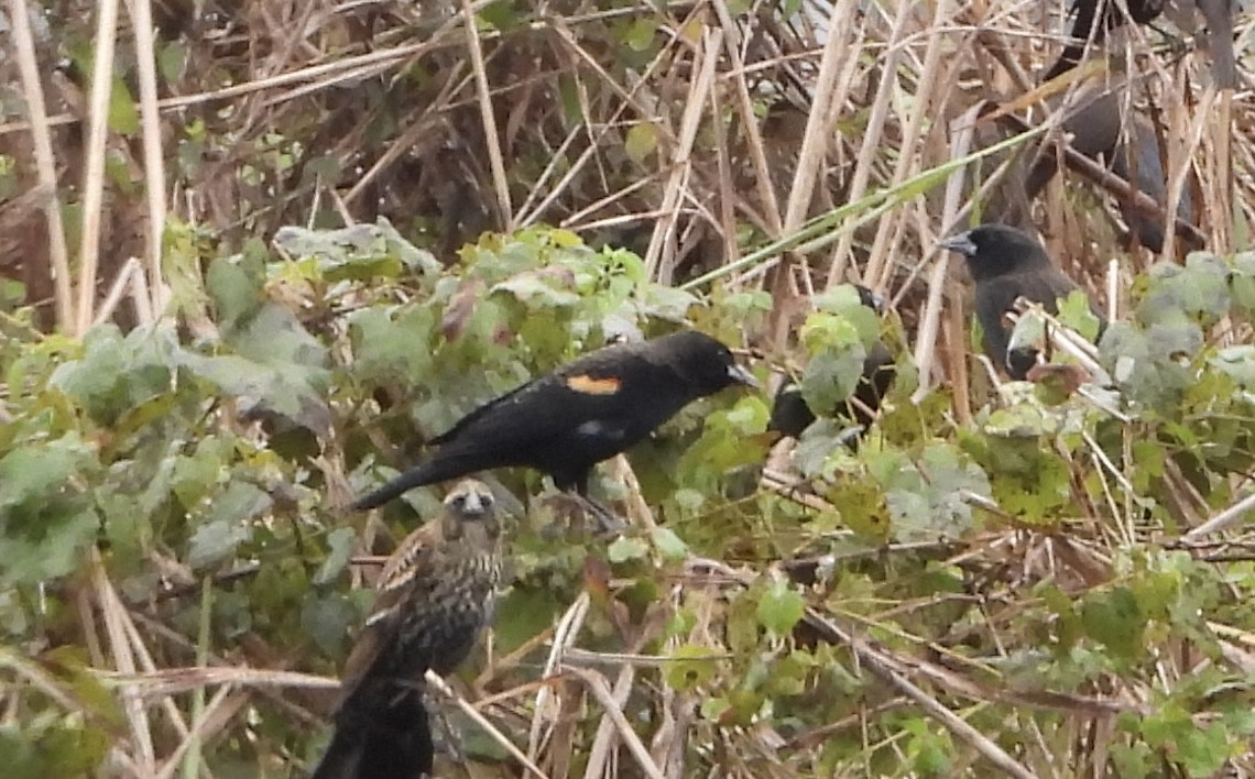 Rotflügelstärling - ML646836900