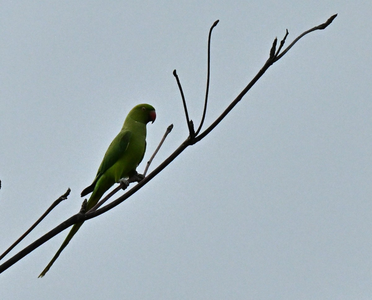 דררה - ML646836902