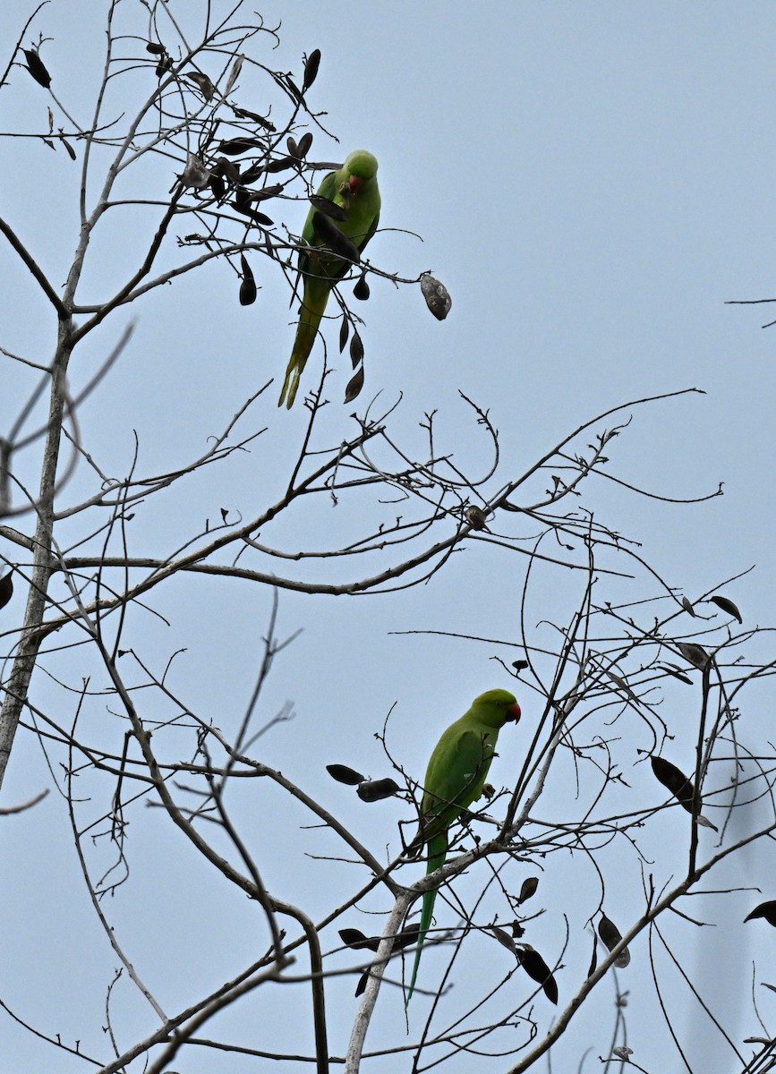 דררה - ML646836903