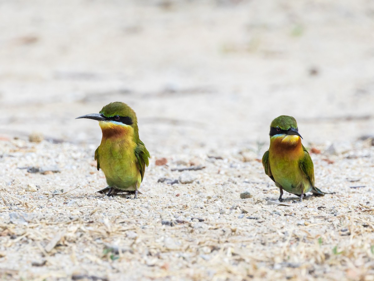 vlha modroocasá - ML646836905