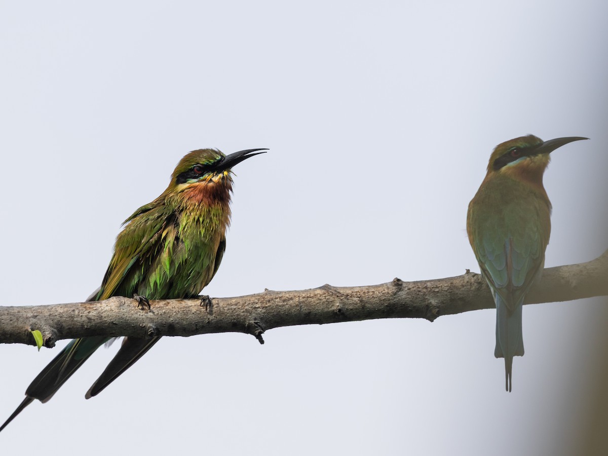 vlha modroocasá - ML646836913