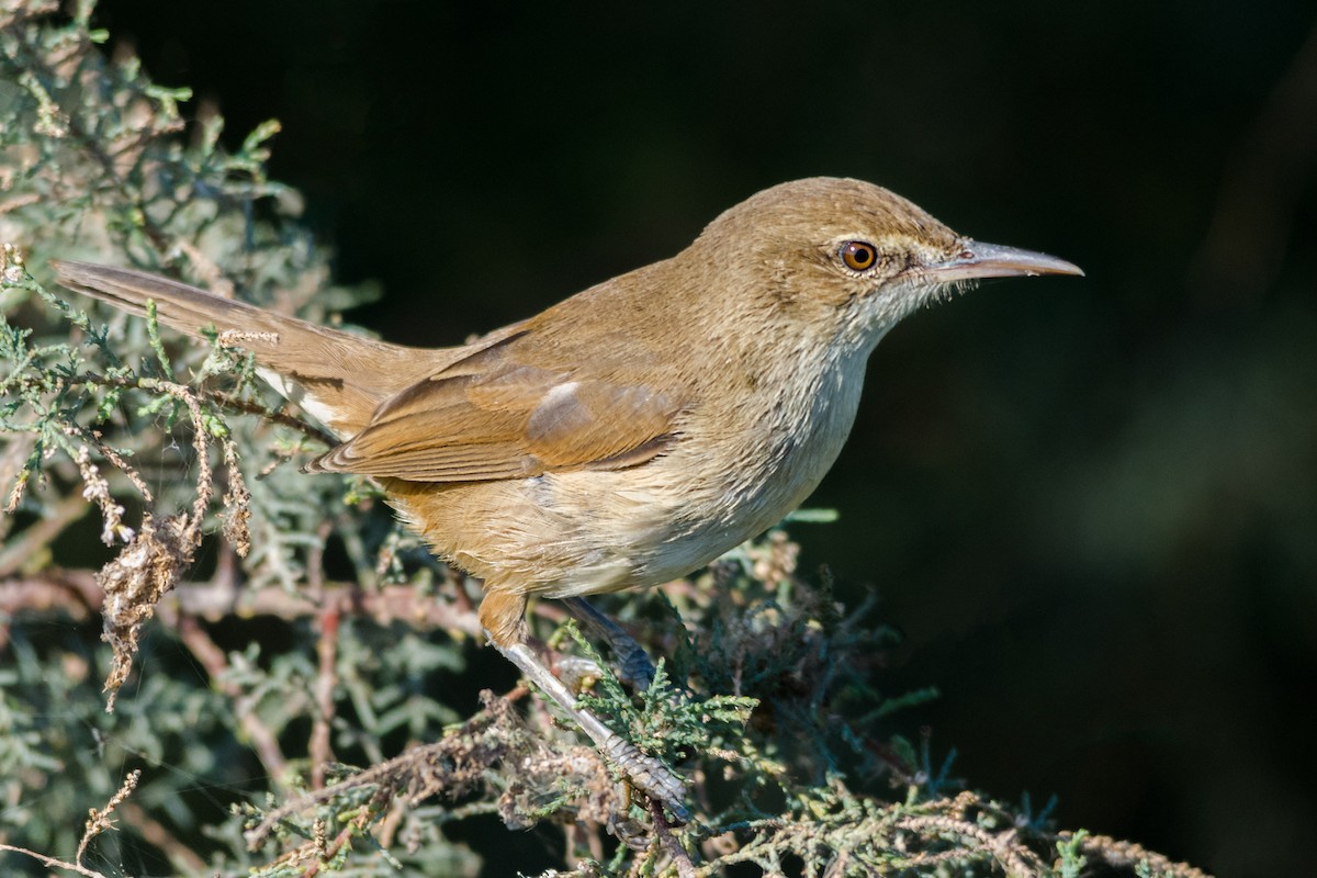 קנית אפריקנית - ML646836914