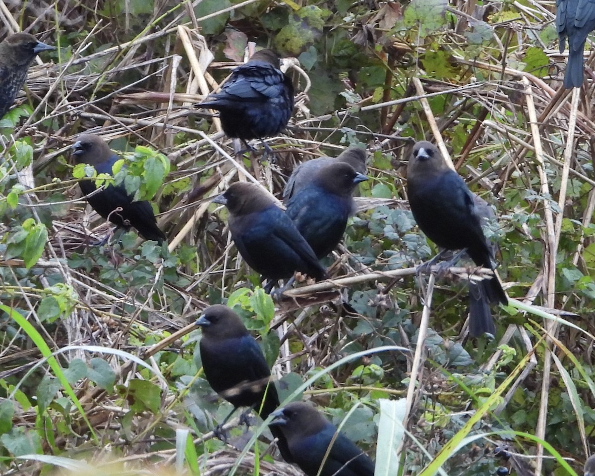 Braunkopf-Kuhstärling - ML646836915