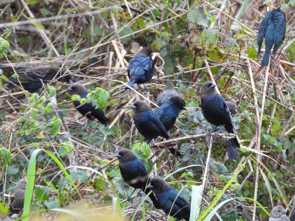 Braunkopf-Kuhstärling - ML646836916