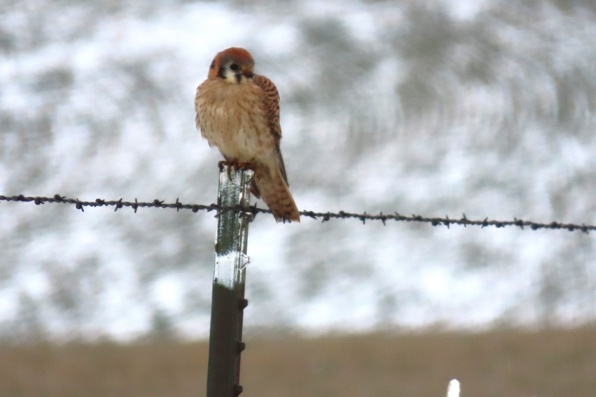 American Kestrel - ML646836917