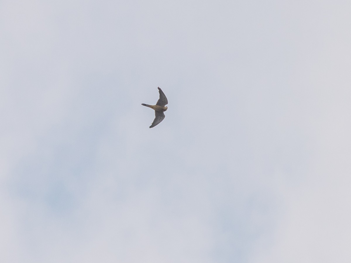 poštolka obecná - ML646836918