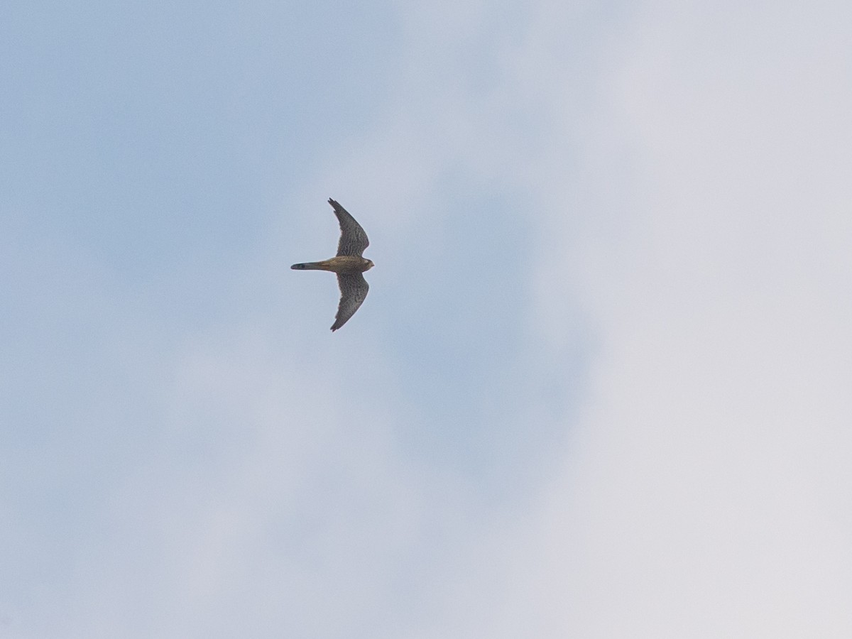 poštolka obecná - ML646836919