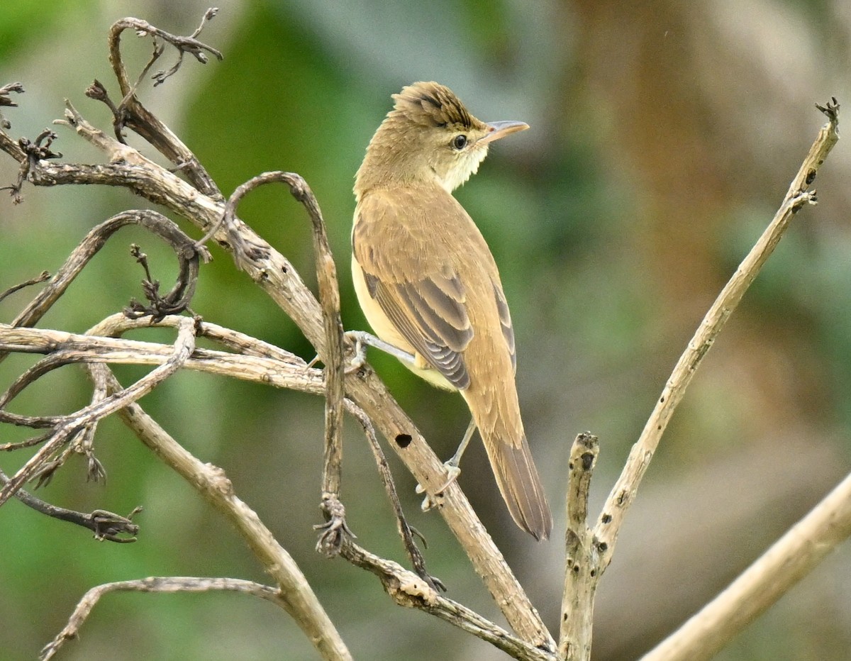 קנית מזרחית - ML646836921