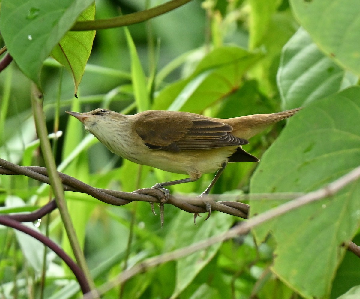 קנית מזרחית - ML646836922