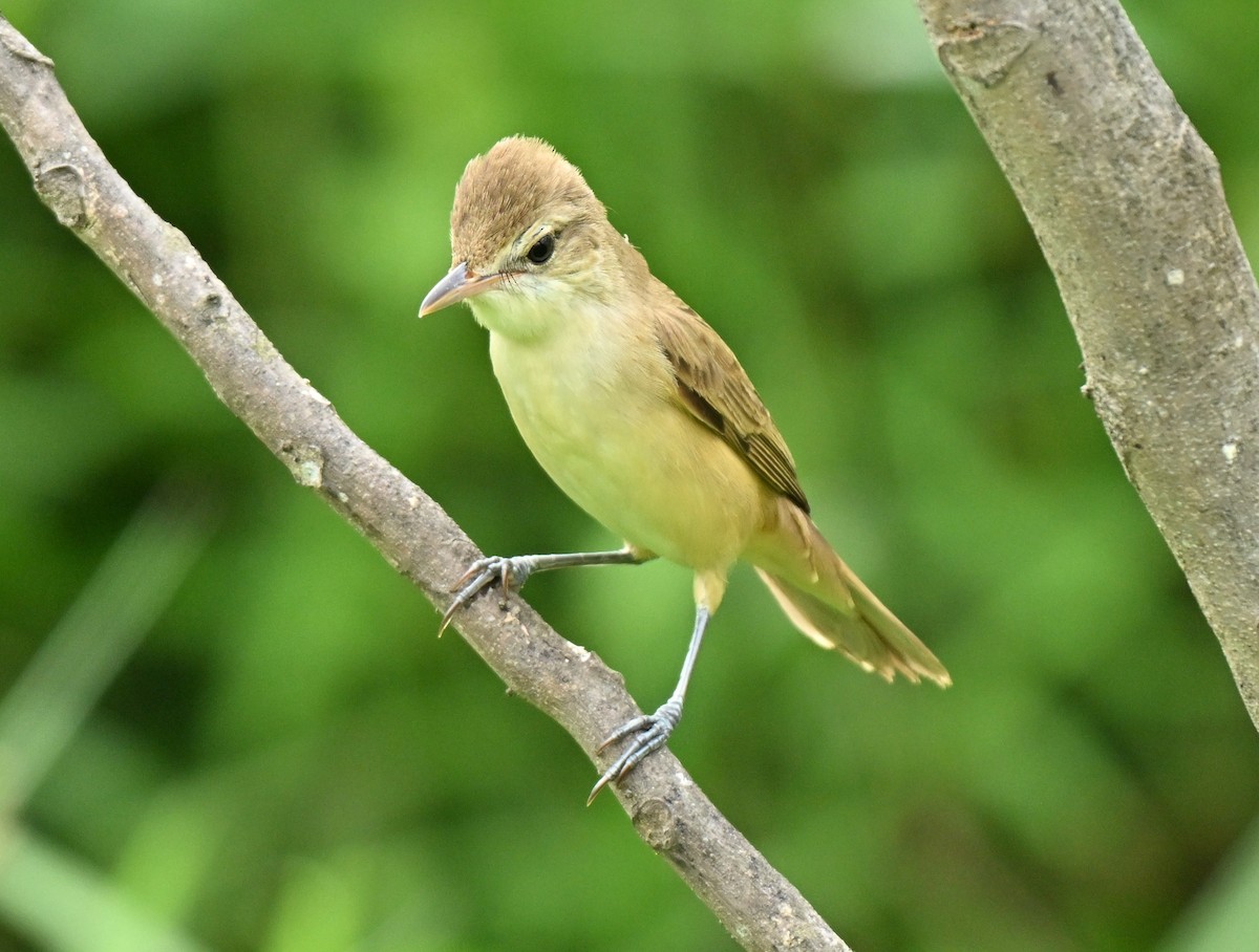 קנית מזרחית - ML646836923