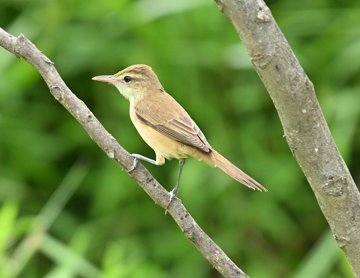 קנית מזרחית - ML646836924