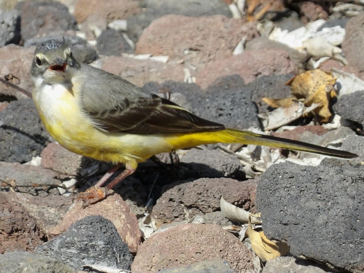 灰鶺鴒 - ML646836928