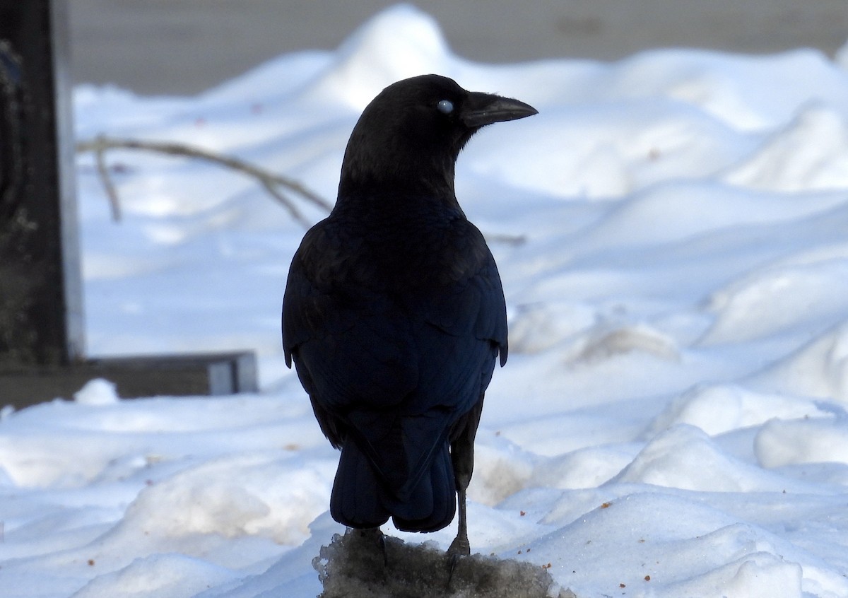 American Crow - ML646836929