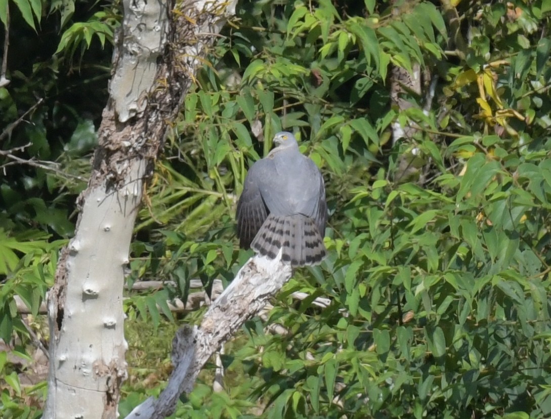 Яструб туркестанський - ML646836930