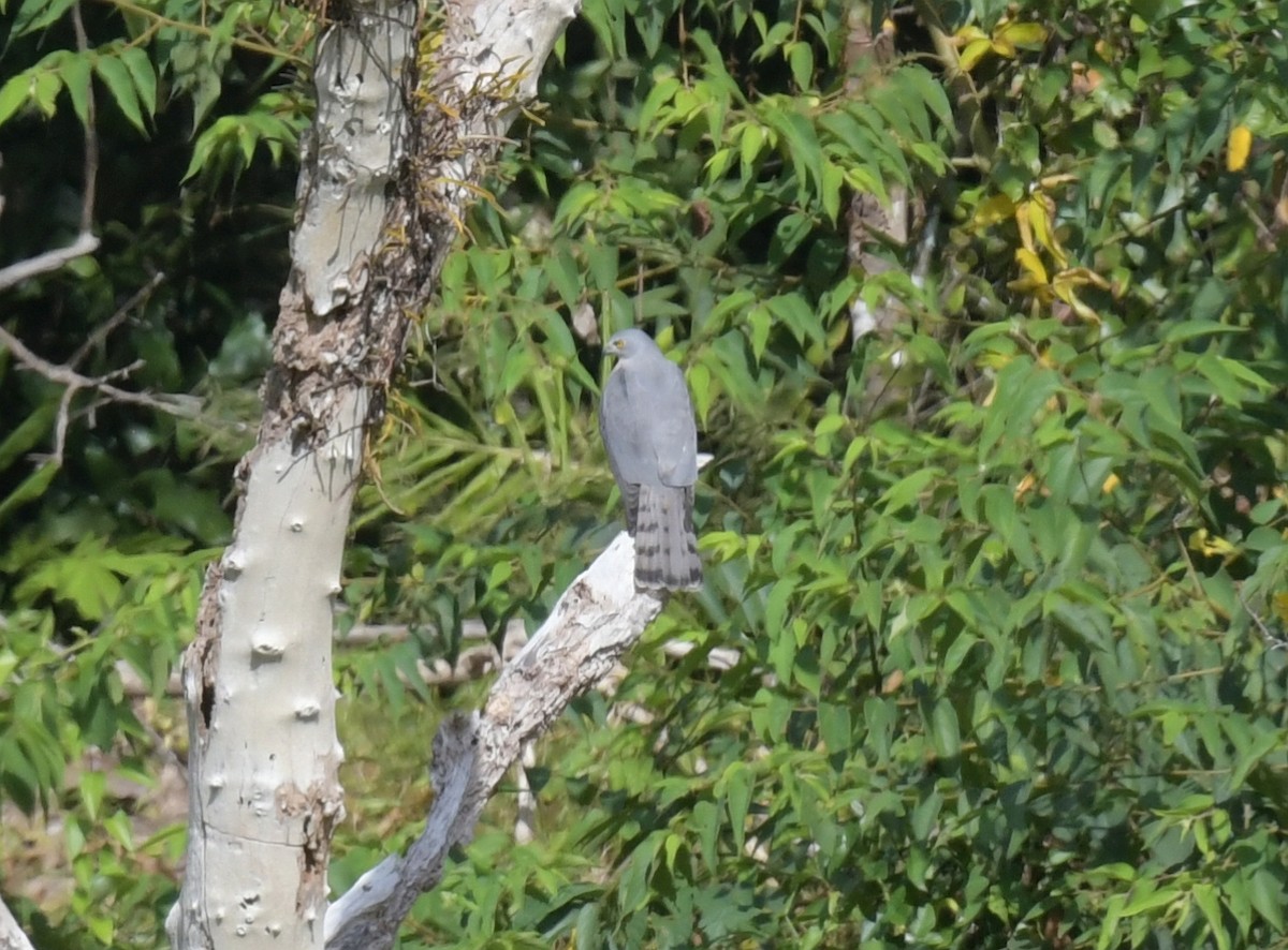 Яструб туркестанський - ML646836931