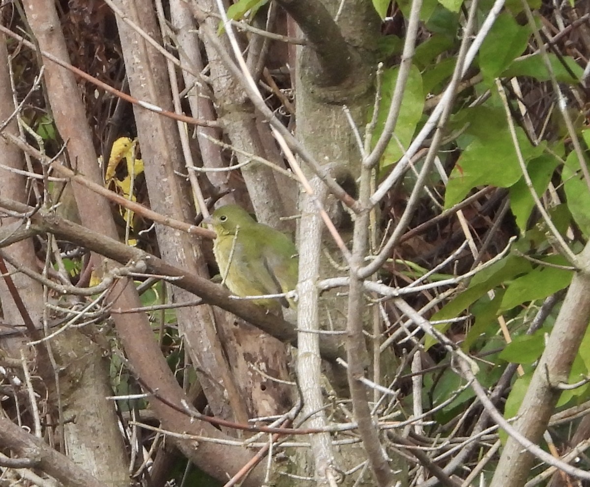 Papstfink - ML646836932