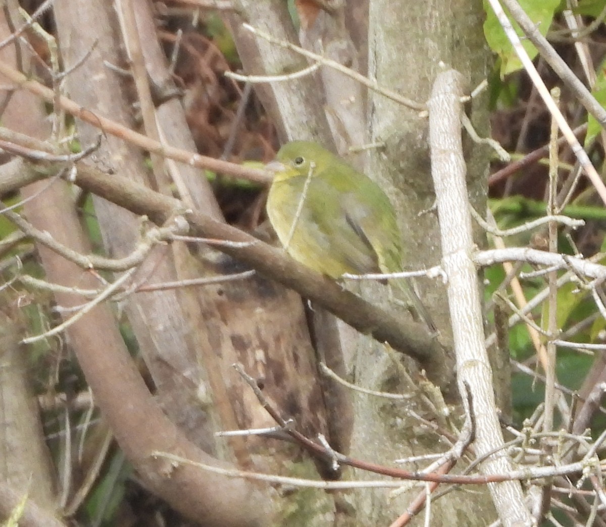 Papstfink - ML646836933