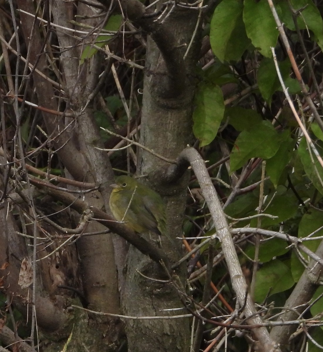 Papstfink - ML646836934