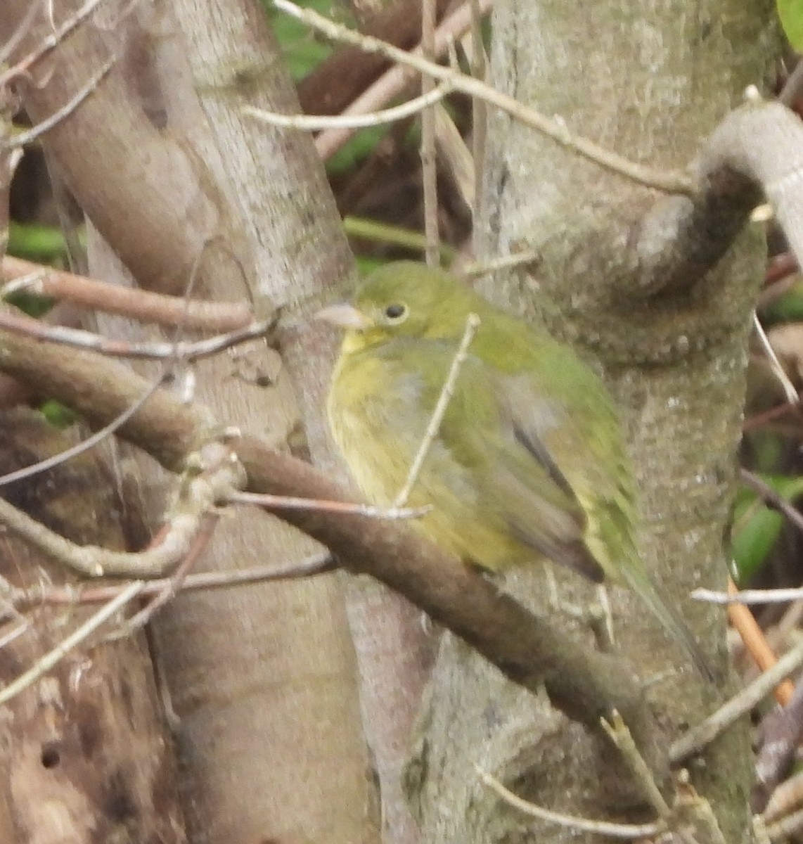 Papstfink - ML646836935