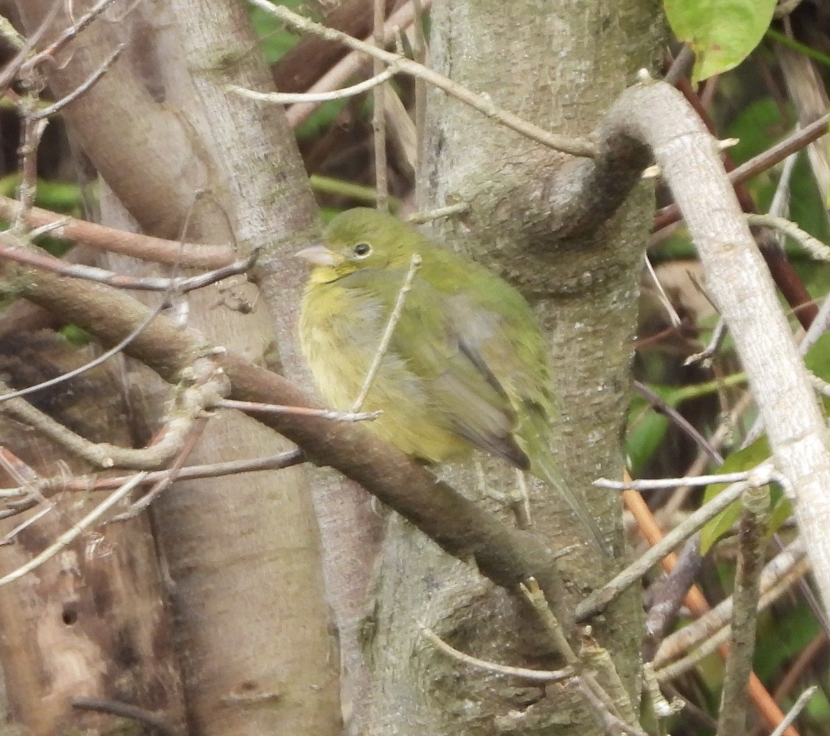 Papstfink - ML646836936